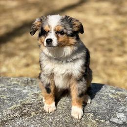 Stormy - Miniature Australian Shepherd