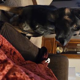 Bailey - German Shepherd