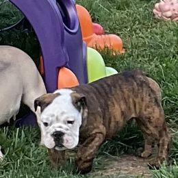 Bulldogs from Chrissy Wilkerson's Bulldogs