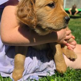 Miss Dark Blue girl - Dark golden female Golden Retriever puppy in Lebanon, Oregon from SnowPeakPaws