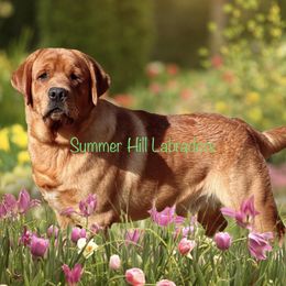 Tracker - Labrador Retriever