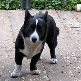 Lucy - Cardigan Welsh Corgi