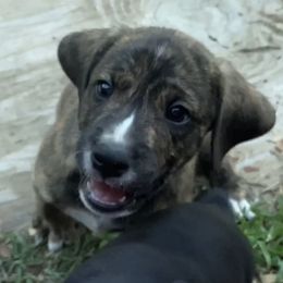 Mountain Cur Puppies from Walnut Ridge Mountain Curs