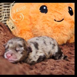 Marco - Price 2500 - Brown merle male Aussiedoodle puppy in Ennis, Texas from God’s Little Aussies