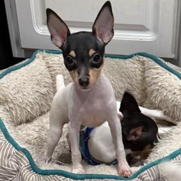 Riley Pup 4 - White black and tan female Toy Fox Terrier puppy in Clermont, Florida from Debbie Hiles's Toy Fox Terriers