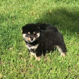 Shiba Inu Puppies from Kokuryuu Shibas