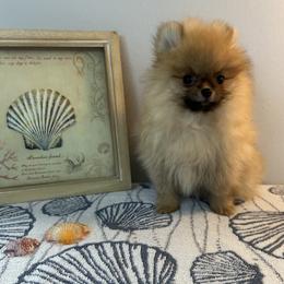 Sable - Orange sable male Pomeranian puppy in Melbourne, Florida from Britt's Poms