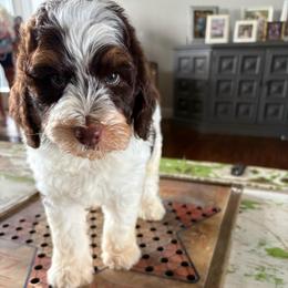 Twix - Brown and white male Bernedoodle puppy in Arabi, Georgia from Huckadoodle Farm