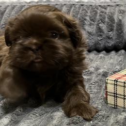Shih Tzu Puppies from Hilltop Shih Tzus