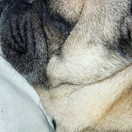 Pugs from PerfectlyPreciousPugs