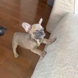 Da Vinci - Blue fawn male French Bulldog puppy in Raleigh, North Carolina from DREYCs Frenchies