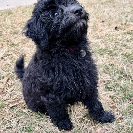 Goldendoodle Puppies from Christi's Goldendoodles