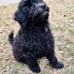 Goldendoodle Puppies from Christi's Goldendoodles