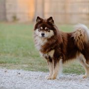 River - Finnish Lapphund
