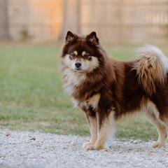River - Finnish Lapphund