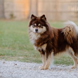River - Finnish Lapphund