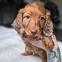 Chocolate Based Red Boy - Dapple male Dachshund puppy in Woodland, Washington from SJs Dachshunds