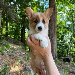Medi - Red female Pembroke Welsh Corgi puppy in Birmingham, Alabama from Dalton Family Corgis