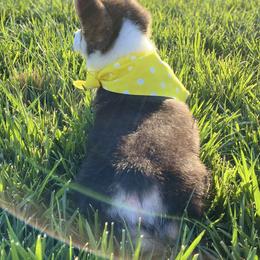 Pembroke Welsh Corgi Puppies from Cactus Corgis