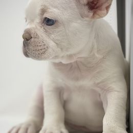 French Bulldogs from Chroma-Hy Bullyz