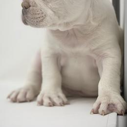 French Bulldogs from Chroma-Hy Bullyz