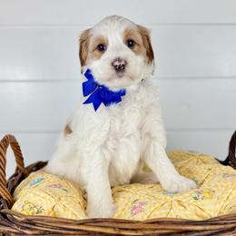 Calvary - Blue Collar - Parti male Goldendoodle puppy in The Woodlands, Texas from Golden Fields Doodles