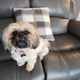 Shih Tzu Puppies from Jodi’s Shihtzus