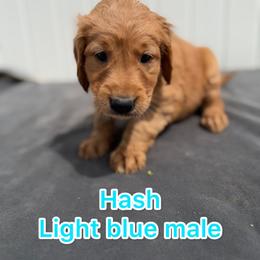 Light blue hash - Golden male Golden Retriever puppy in Salt Lake City, Utah from Soaring golden retrievers