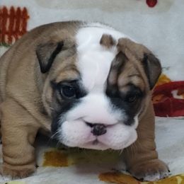 Bulldog Puppies from Illinois Bullies Kennel