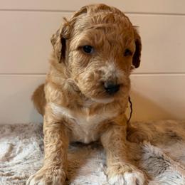 Army Green Collar Boy - Red male Bernedoodle puppy in San Augustine, Texas from Vintage Doodles