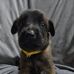 Teeze's Yellow - Mahogany female Belgian Malinois puppy in Berry, Alabama from North River k9