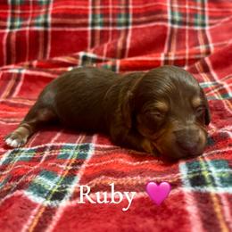 Ruby - Chocolate and tan female Dachshund puppy in Aiken, South Carolina from State Eight Dachshunds