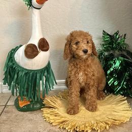 Bernedoodle and Goldendoodle Puppies from Wroth's Paws