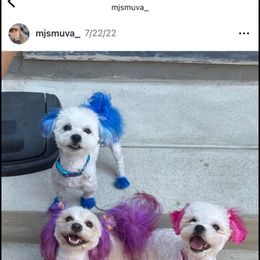 Lola - Mal-Shi