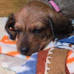 Ruby - Red female Dachshund puppy in Blair, Oklahoma from North Fork Doxies-Okla