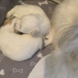 Coton de Tulear Puppies from Catawba Cotons