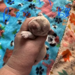 Buff boy - Buff male Cocker Spaniel puppy in Soddy Daisy, Tennessee from Kaleidoscopic Creations