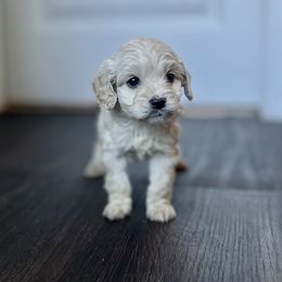 Cockapoo Puppies from East St. Poodles & Doodles