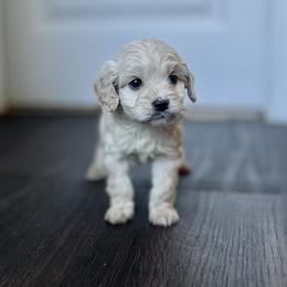 Cockapoo Puppies from East St. Poodles & Doodles