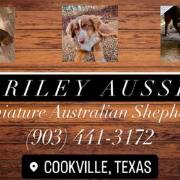 Miniature Australian Shepherds from AL Riley Aussies