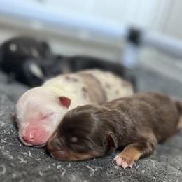 Miniature Australian Shepherd Puppies from Marrowbone Creek Aussies