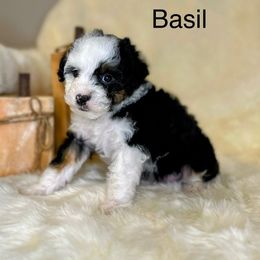 Bernedoodle Puppies from Mountain Ridge Bernedoodles