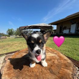 Pembroke Welsh Corgi Puppies from Susan Hohertz
