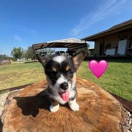 Pembroke Welsh Corgi Puppies from Susan Hohertz