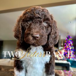 Sally Brown - female Newfypoo puppy in Jackson, Missouri from Two Sisters Ranch, LLC