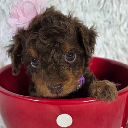 Hazelnut (Hazel) - Red phantom female Aussiedoodle puppy in Haleyville, Alabama from The Cuddly Dood Ranch