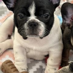 French Bulldogs from M&M frenchies