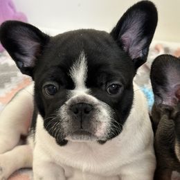 French Bulldogs from M&M frenchies