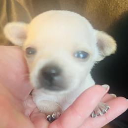 Nilla - Cream female Chihuahua puppy in Framingham, Massachusetts from Boston Chi Chis