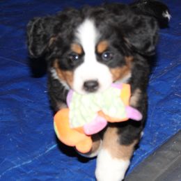 Bernese Mountain Dog Puppies from Baby Bear Bernese Kennel